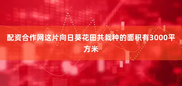 配资合作网这片向日葵花田共栽种的面积有3000平方米
