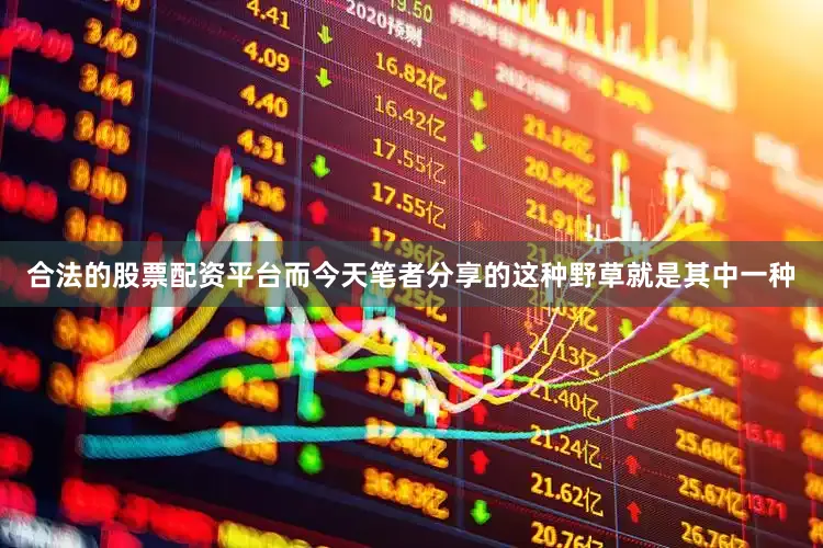 合法的股票配资平台而今天笔者分享的这种野草就是其中一种